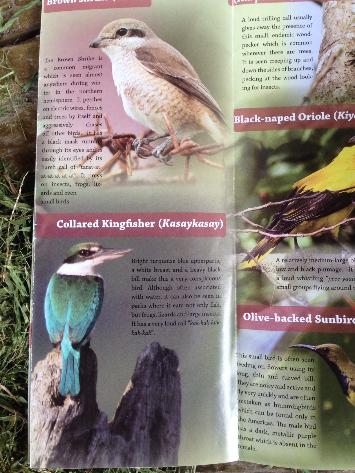Wild Bird Club of the Philippines