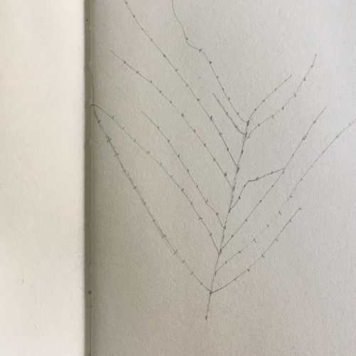 nature study